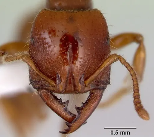 Amblyopone australis specimen CASENT0172214 image casent0172214_2