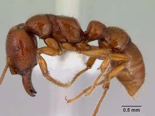Amblyopone australis specimen CASENT0172214 image casent0172214_3