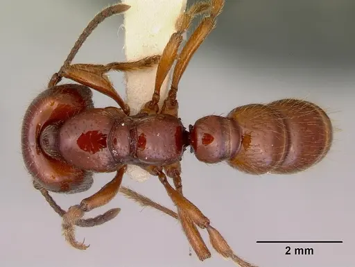 Amblyopone australis specimen CASENT0172244 image casent0172244_1