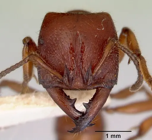 Amblyopone australis specimen CASENT0172244 image casent0172244_2