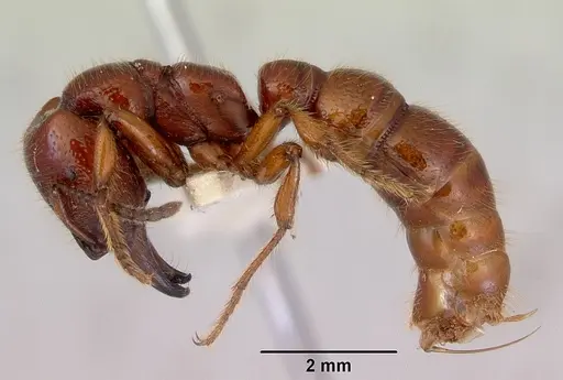 Amblyopone australis specimen CASENT0172244 image casent0172244_3