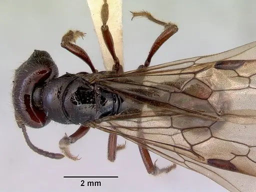 Amblyopone australis specimen CASENT0172245 image casent0172245_1