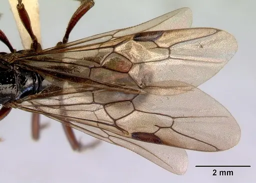 Amblyopone australis specimen CASENT0172245 image casent0172245_2