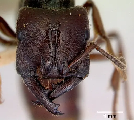 Amblyopone australis specimen CASENT0172245 image casent0172245_3