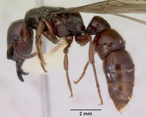 Amblyopone australis specimen CASENT0172245 image casent0172245_4