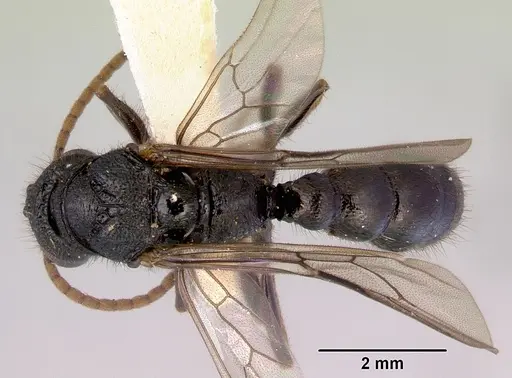 Amblyopone australis specimen CASENT0172246 image casent0172246_1