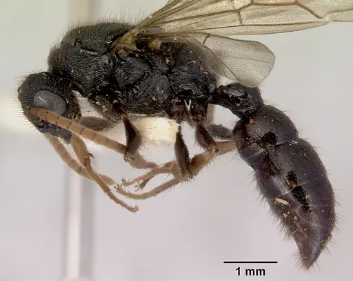 Amblyopone australis specimen CASENT0172246 image casent0172246_3