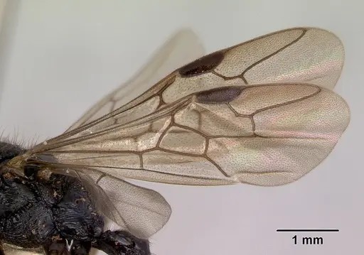 Amblyopone australis specimen CASENT0172246 image casent0172246_4