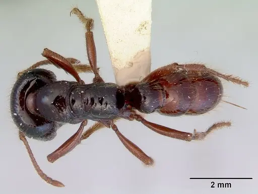 Amblyopone australis specimen CASENT0172266 image casent0172266_1