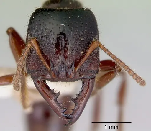 Amblyopone australis specimen CASENT0172266 image casent0172266_2