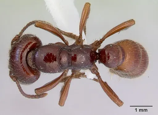 Amblyopone australis specimen CASENT0172267 image casent0172267_1