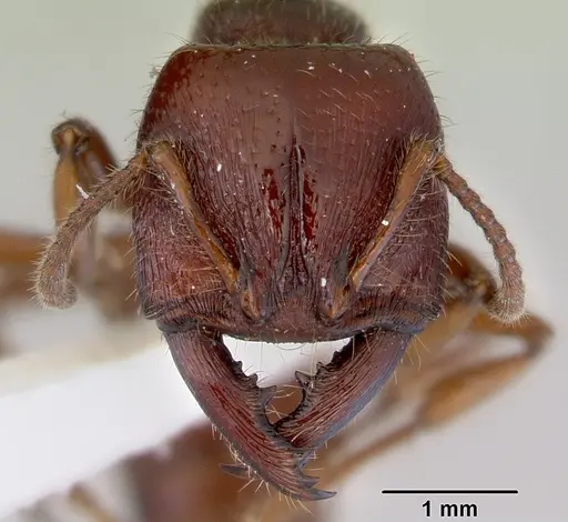 Amblyopone australis specimen CASENT0172267 image casent0172267_2