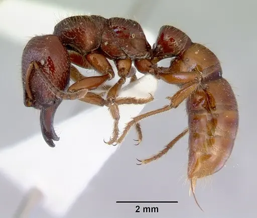 Amblyopone australis specimen CASENT0172267 image casent0172267_3