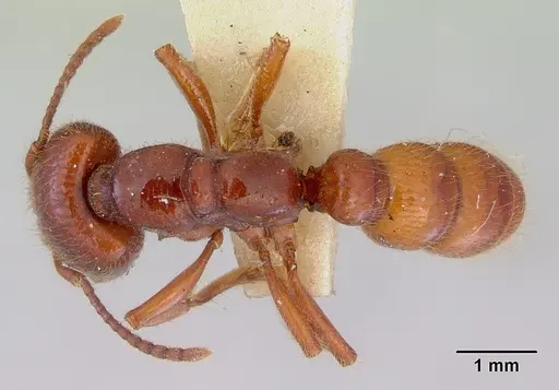 Amblyopone australis specimen CASENT0172268 image casent0172268_1