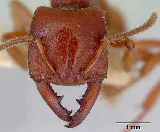 Amblyopone australis specimen CASENT0172268 image casent0172268_2