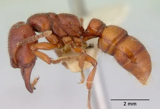 Amblyopone australis specimen CASENT0172268 image casent0172268_3