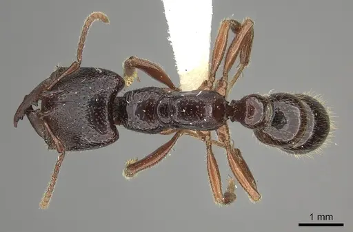Amblyopone australis specimen CASENT0260443 image casent0260443_1
