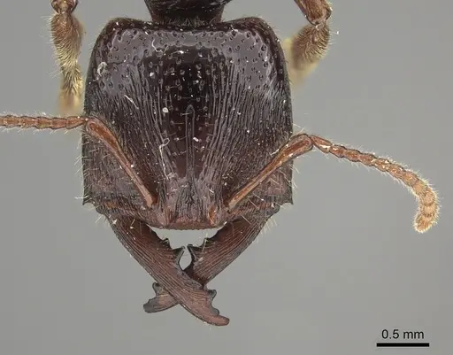 Amblyopone australis specimen CASENT0260443 image casent0260443_2