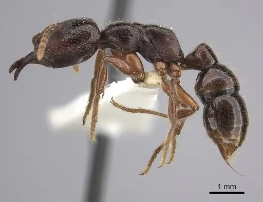 Amblyopone australis specimen CASENT0260443 image casent0260443_3