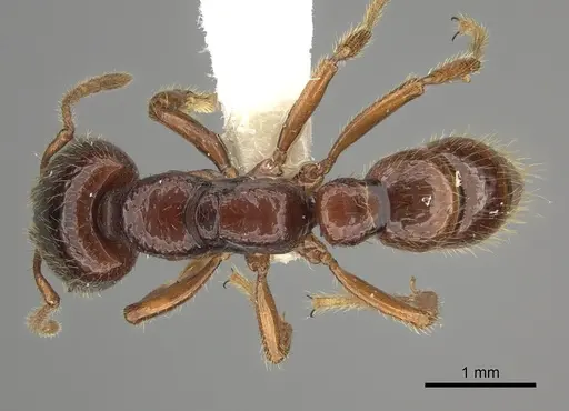 Amblyopone australis specimen CASENT0260444 image casent0260444_1