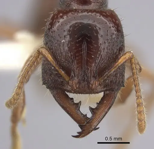 Amblyopone australis specimen CASENT0260444 image casent0260444_2