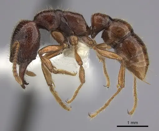 Amblyopone australis specimen CASENT0260444 image casent0260444_3