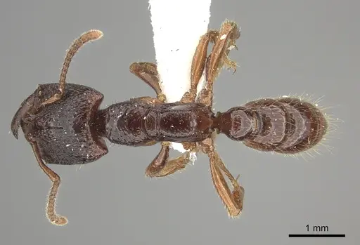 Amblyopone australis specimen CASENT0260445 image casent0260445_1