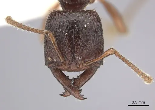Amblyopone australis specimen CASENT0260445 image casent0260445_2