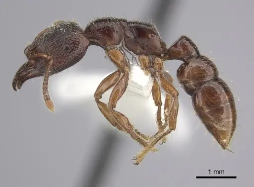 Amblyopone australis specimen CASENT0260445 image casent0260445_3