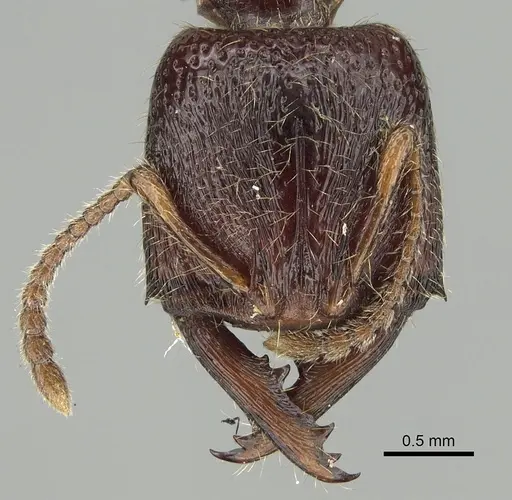 Amblyopone australis specimen CASENT0280654 image casent0280654_2
