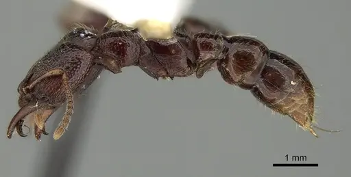 Amblyopone australis specimen CASENT0280654 image casent0280654_3