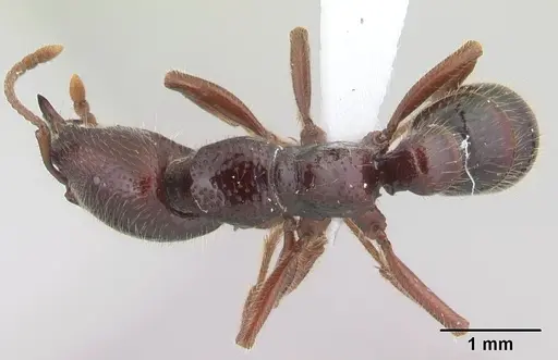 Amblyopone australis specimen CASENT0434465 image casent0434465_1