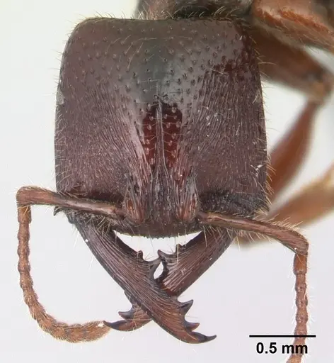 Amblyopone australis specimen CASENT0434465 image casent0434465_2
