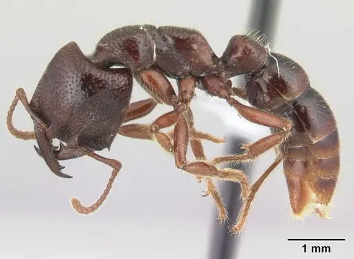 Amblyopone australis specimen CASENT0434465 image casent0434465_3