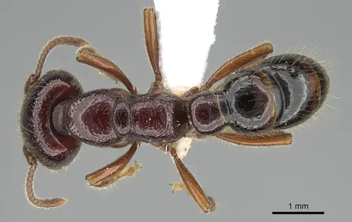 Amblyopone australis specimen CASENT0746790 image casent0746790_1