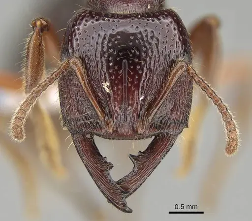 Amblyopone australis specimen CASENT0746790 image casent0746790_2