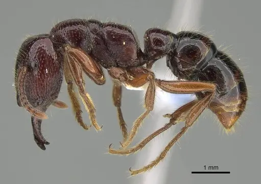 Amblyopone australis specimen CASENT0746790 image casent0746790_3