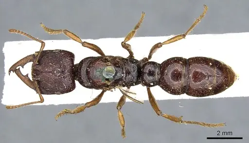 Amblyopone australis specimen CASENT0902632 image casent0902632_1