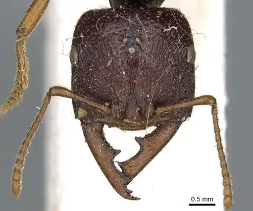 Amblyopone australis specimen CASENT0902632 image casent0902632_2
