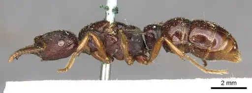 Amblyopone australis specimen CASENT0902632 image casent0902632_3
