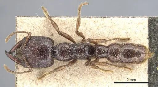 Amblyopone australis specimen CASENT0903793 image casent0903793_1
