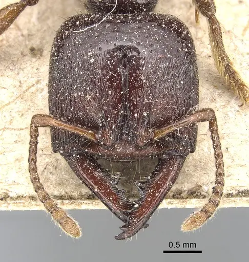 Amblyopone australis specimen CASENT0903793 image casent0903793_2