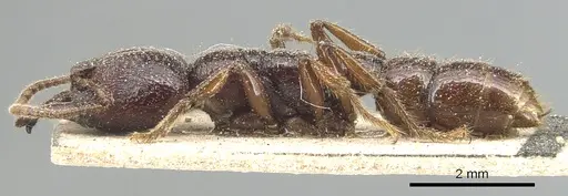Amblyopone australis specimen CASENT0903793 image casent0903793_3