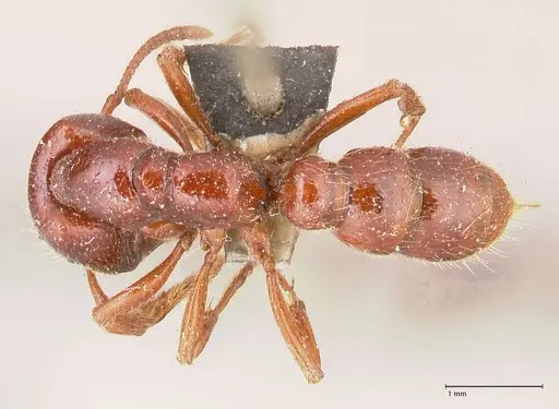 Amblyopone australis specimen FOCOL0832 image focol0832_1
