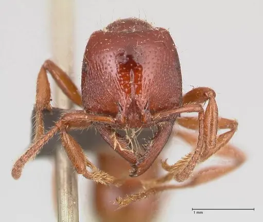 Amblyopone australis specimen FOCOL0832 image focol0832_2