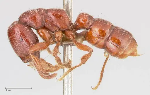 Amblyopone australis specimen FOCOL0832 image focol0832_3