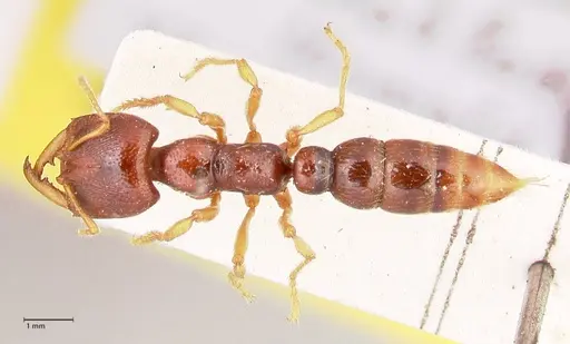 Amblyopone australis specimen FOCOL0833 image focol0833_1