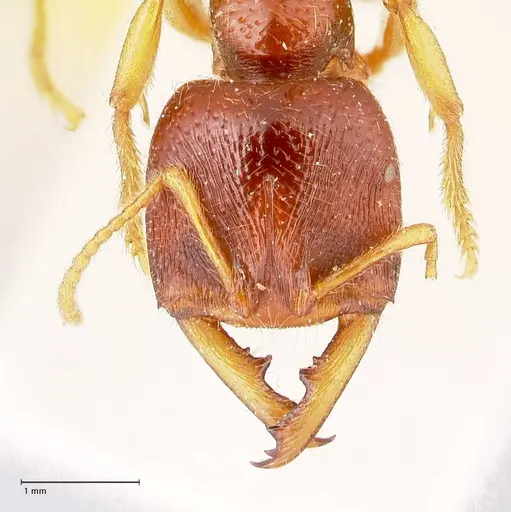 Amblyopone australis specimen FOCOL0833 image focol0833_2
