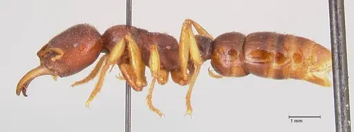 Amblyopone australis specimen FOCOL0833 image focol0833_3
