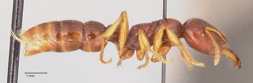 Amblyopone australis specimen FOCOL0833 image focol0833_4